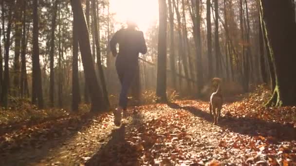 Lens Flare 彼女の犬とカラフルな秋の森をジョギングする若い女性にフィット 彼女はフィットネスと耐久トレーニングのために午前中走りました 彼らは黄金の日光の中で葉っぱの道に沿って走っています — ストック動画