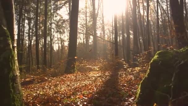 Lens Flare Athletic Young Woman Runs Her Dog Misty Autumn — Stock Video