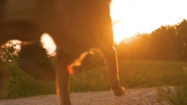 Fit adam ve köpeği altın güneş ışığında çakıllı yolda koşar. (Kahkahalar) Bir köpek sahibi ve evcil hayvanı, güzel sonbahar günbatımında kırsal bir yolda koşarken arkalarında toz bulutları bırakırlar.