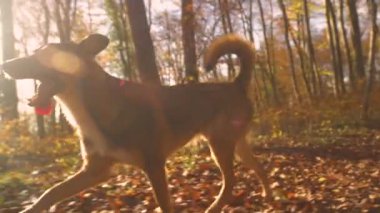 Dili sonbaharda yapraklı orman yolunda uzun adımlarla ilerleyen sevimli bir köpek. İtaatkar ve eğitimli melez köpekçik, altın gün batımında renkli bir sonbahar ormanında yürüyor..