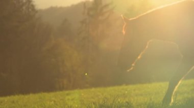 Kahverengi kısrak ve eyerli aygır, altın ışıkta yeşil çayıra gelir. Genç bir kadın, güneşli bir sonbahar gününde iki güzel atını taze bir sabah otlaması için yakınlardaki bir otlağa götürür..