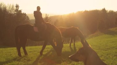 Sabah gezintisi sırasında iki güzel kahverengi at altın ışıkta otluyor. Tetikte bir çoban köpeği denetlemeye gelir. Genç bayan hayvanlarını sonbahar kırsalında erken bir yürüyüşe çıkardı..