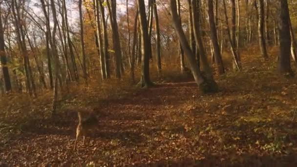 Aerial Young Lady Relaxing Run Her Dog Golden Glowing Autumn — Stock Video