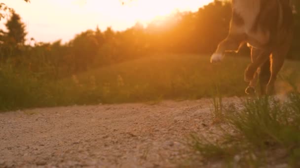 Αθλητικός Τύπος Τρέχει Τον Σκύλο Στο Μονοπάτι Χαλίκια Ηλιοβασίλεμα Ένας — Αρχείο Βίντεο
