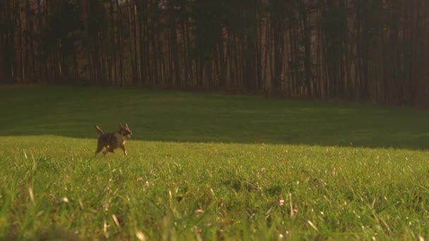 Lens Flare Zittende Bruine Harige Hond Begint Rennen Weide Terugroepen — Stockvideo