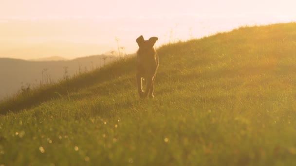 Lens Flare Mooie Gemengde Ras Hond Loopt Weide Bij Gouden — Stockvideo