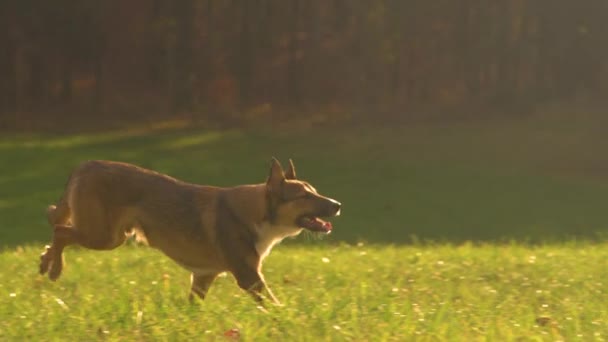 Lens Flare Obedient Dog Runs Green Meadow Owner Recall Cheerful — Stock Video