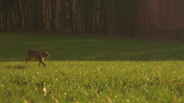 Lens Flare Shepherd Hund Löper Snabbt Över Betesmark Mot Ägare — Stockvideo