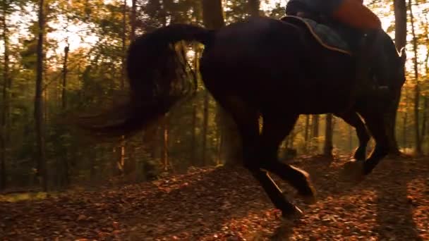 慢动作 骑在秋天五彩斑斓的树林里的女马背上 在金色落日的光芒下 后面跟着另一匹马和一只狗 一天早晨 她带着她的动物沿着绿树成荫的小径跑着 — 图库视频影像