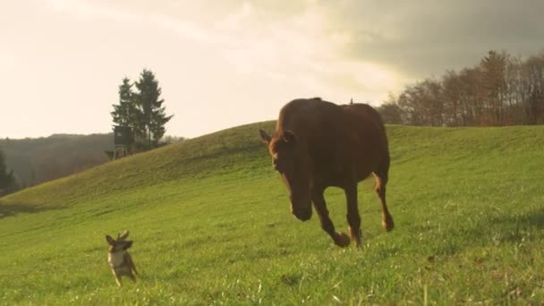 Пастушья Собака Начинает Преследовать Коричневую Кобылу Прогулке Лугу Игривый Пёсик — стоковое видео