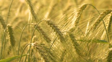 Kırsal kesimde güneşli bir sonbahar gününde arpa kulakları sarkıyor. Yiyecek ve yem için tarım tahılı üretimi. Sonbahar mevsiminde zengin hasattan önce altın renkli tarım arazileri.