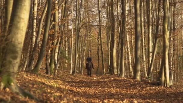 Retrato Senhora Sorridente Galope Através Bosques Outono Seguido Por Cão — Vídeo de Stock