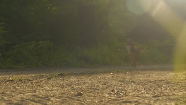 Kadın Motorcu Yanında Köpekle Birlikte Macadam Ormanı Yolunda Bisiklet Sürüyor — Stok video