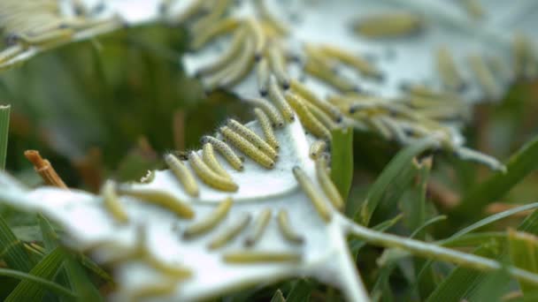 Dof Zamknij Się Wiele Białych Gąsienic Motyli Atakujących Zielony Liść — Wideo stockowe