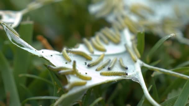 Ğrenç Küçük Yaratıklar Brüksel Lahanası Yapraklarıyla Ziyafet Çekiyorlar Birçok Beyaz — Stok video