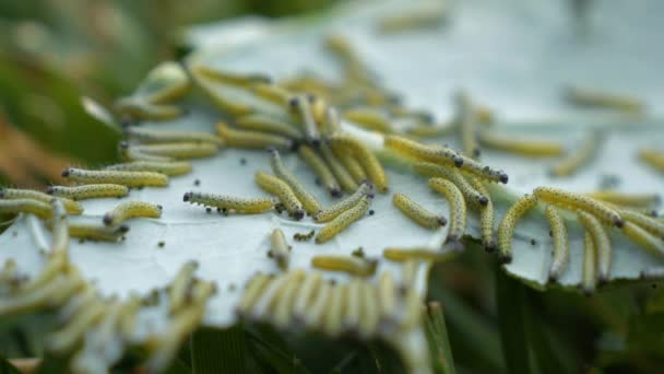 Dof Close キャベツの黄色い色の幼虫は 真鍮の葉に饗宴を持っています 緑のキャベツの葉は 多数の黄色いキャタピラーによって攻撃されます 有機庭園における秋の作物の被害と喪失 — ストック動画