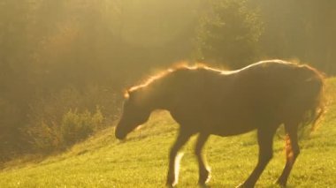 Kestane kısrağı altın sonbahar günbatımında vücudundan toz salıyor. Kahverengi at, genç ve oyuncu bir çoban köpeğiyle güzel yeşil bir çayırda otluyor.