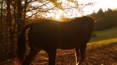 Sonbahar kırsalında sabah ata binen bir bayanın arka görüntüsü. O, güzel atları ve bir köpekle birlikte renkli ormanın yanında altın ışıkta erken bir yürüyüşün tadını çıkarıyor..