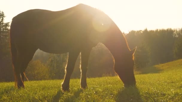 美丽的母马在森林边的草地上平静地吃着金黄的夜光 最后一丝秋日的温暖阳光照亮了一只栗色的马在一片阳光普照的草地上吃草 — 图库视频影像