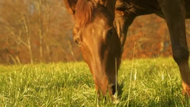 カラフルな秋の森の木に囲まれた緑の牧草地に美しいブラウンフライデー チェストナット馬は田舎の広大な牧草地に平和に恵まれています — ストック動画