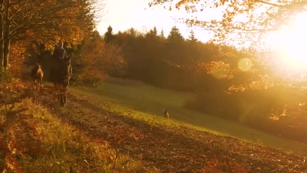 Jesienna Kolorowa Przyroda Świecąca Złotym Światłem Dama Jeżdżąca Koniu Psem — Wideo stockowe