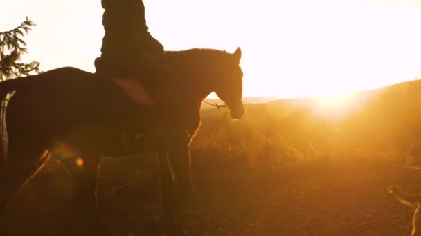 快乐的女人在日落时带着狗和母马骑着马 她和她的动物们一起在秋天的暮色中漫步在风景如画的乡间 — 图库视频影像