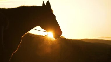 Karanlık aygır altın gece ışığında nefes alıyor. Güzel at, soğuk sonbahar havasında sıcak bir nefes verir. Son güneş ışınları kırsal altın tepeye ulaştığında..