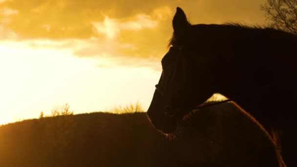 Прекрасний Контур Голови Коня Золотому Світлі Видихає Теплий Подих Холодному — стокове відео
