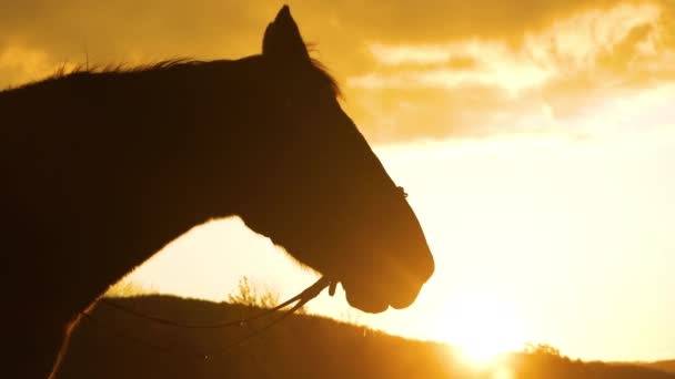 Ciemny Ogier Oddycha Złotym Wieczornym Świetle Piękny Koń Wydycha Ciepły — Wideo stockowe