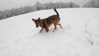 Tatlı genç bir köpek, karlı arazide yürürken uçan kartoplarını yakalar. Sevimli kahverengi köpek taze yağmış karla oynamaktan hoşlanıyor. Köpek dışarıda oynarken kırsal alanda hala kar yağıyor..
