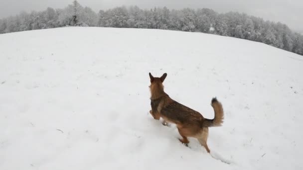 Meraklı Köpek Tepelik Bir Çayırda Yürürken Yeni Düşmüş Bir Kar — Stok video