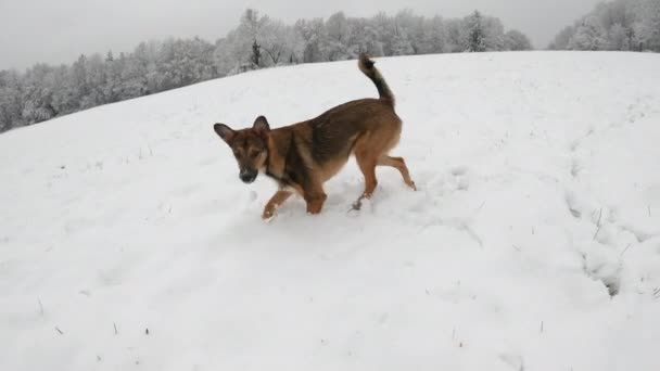 Giovane Cane Carino Cattura Palle Neve Volanti Mentre Cammina Nel — Video Stock