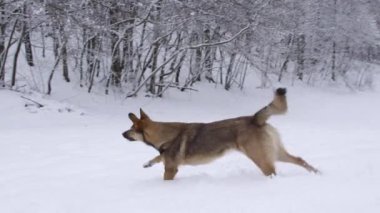 Oyuncu kahverengi köpek tekrar kartopu atmak için genç sahibine doğru koşuyor. Aktif bir adam kış yürüyüşü sırasında köpeğiyle oynar. Taze kar ormanlarında. Dışarıda karlı bir günün tadını çıkarırlar..