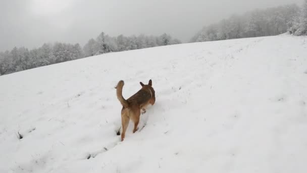 Naar Aanleiding Van Een Nieuwsgierige Bruine Herder Hond Verkennen Rond — Stockvideo