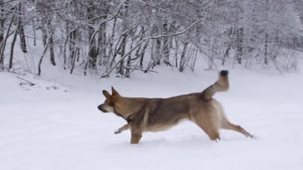 Oyuncu Kahverengi Köpek Tekrar Kartopu Atmak Için Genç Sahibine Doğru — Stok video