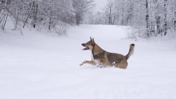 Милий Молодий Коричневий Собака Насолоджується Свіжим Снігом Переслідує Літаючі Сніжки — стокове відео