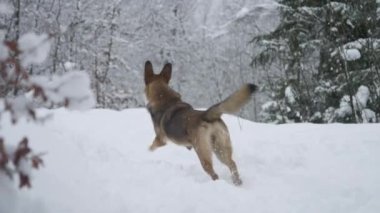 Tatlı ve hevesli genç bir köpek taze karda ileri geri koşuyor. Şirin melez kahverengi köpek, kış yürüyüşleri sırasında güzel ve taze kar yağışlı doğada oynarken heyecanlanır..