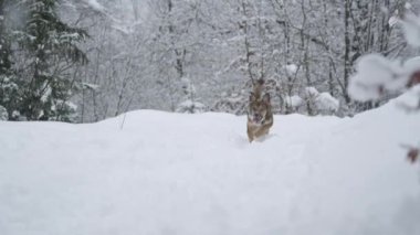 Oyuncu genç köpek yoğun kar yağışında uçan bir kartopu yakalamak için geri koşar. Tatlı ve heyecanlı bir köpek kışın karlı doğada yürürken taze karda ileri geri koşuyor..