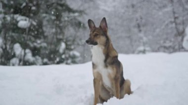 Tatlı melez köpek yoğun kar yağışı sırasında taze karda oturuyor. Kahverengi köpek sabırla bekliyor ve yeni yağmış kış ormanlarında yürürken sahibini arıyor..
