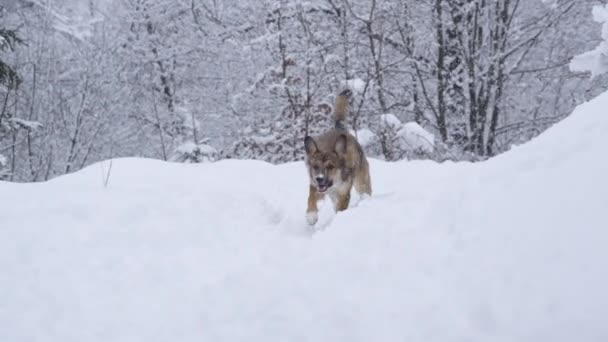 Ζωηρό Νεαρό Σκυλί Μικτής Φυλής Τρέχει Πίσω Για Πιάσει Μια — Αρχείο Βίντεο