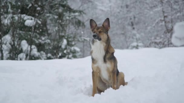 ポートレイト 愛らしい茶色の犬は大雪の間に深い新鮮な雪の中に座っています かわいい犬は辛抱強く待っていて 新しく雪が降った冬の森を散歩中に飼い主を探しています — ストック動画