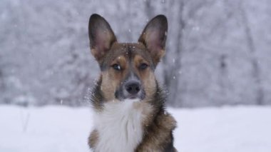 Genç kahverengi köpek, karlı ormandaki kameraya poz veriyor, yakın çekim. Tapılası çoban köpeği, kış yürüyüşü sırasında taze karlı ormanın derinliklerinde itaatkar bir şekilde oturur ve bekler..