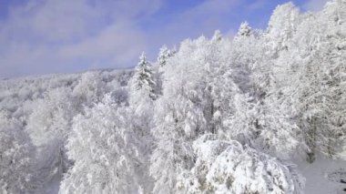 Taze bir kar yağışından sonra güneşli bir günde güzel bir kar manzarası. Büyüleyici kış harikalar diyarı, bereketli bir ormandaki beyaz ağaçlar kırsal bir tepe boyunca uzanıyor..