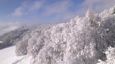 Idyllic kış manzarası güneşli bir günde taze yağmış karla kaplıydı. Büyüleyici bir kış masalı. Geniş bir tepeye yayılan verimli bir ormanda karlı ormanlar ve beyaz gölgeler..