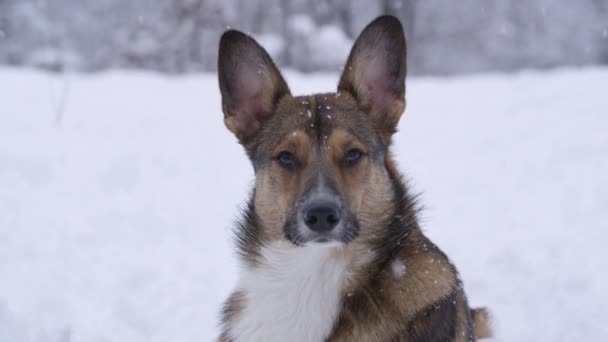 Retrato Fechar Flocos Neve Grandes Caindo Bonito Cachorrinho Sentado Floresta — Vídeo de Stock
