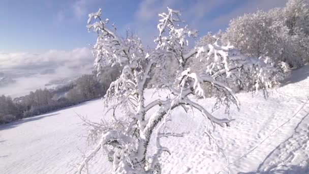 Aerial Egy Havas Almafa Egy Gyümölcsösben Csodálatos Kilátással Téli Völgyre — Stock videók