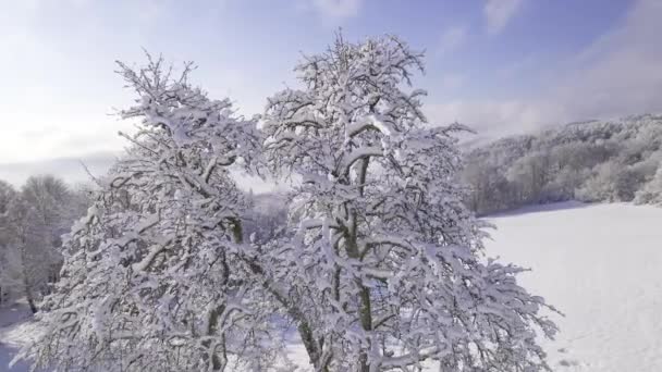 Aerial Canopy Manzano Desnudo Cubierto Nieve Recién Caída Día Soleado — Vídeos de Stock