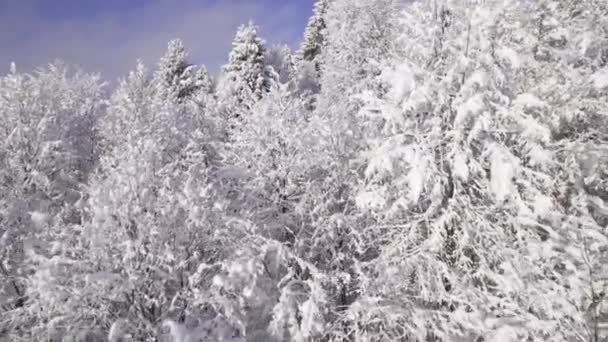 エリアル 新しく落ちた雪の重量の下で曲がる白い森の木 冬の雪は緑豊かな森で素晴らしいおとぎ話を作成しました 田舎の美しく寒い晴れた日 — ストック動画
