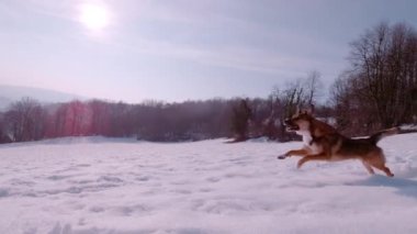 Kahverengi çoban köpeği vadinin yukarısındaki karlı çayırlarda hızla koşar. Sevimli genç köpek güneşli bir günde kış kırsalında yürürken karda koşmaktan zevk alır..