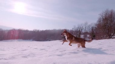 Vadinin yukarısındaki çayırlarda oynak köpek zıplayıp duruyor. Sevimli genç köpek güneşli bir günde kış kırsalında yürürken karda koşmaktan zevk alır..